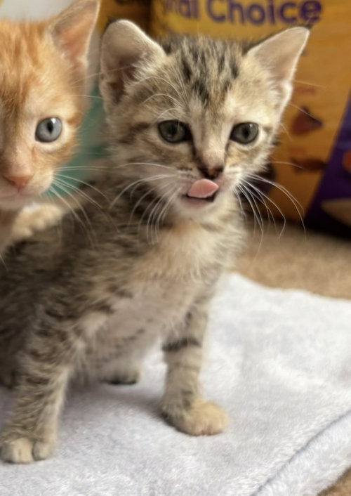 Rory, an adoptable Domestic Short Hair in The Woodlands, TX