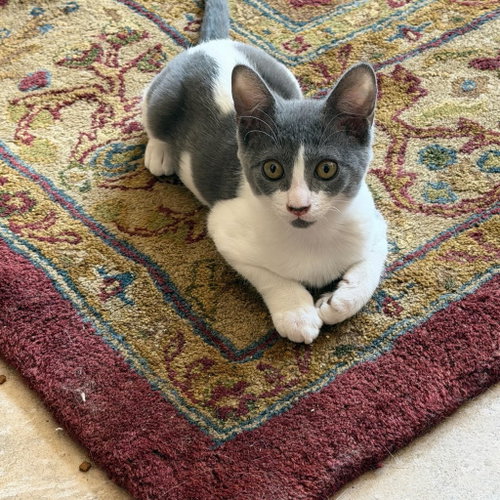 Foil, a cat for adoption from Operation Pets Alive