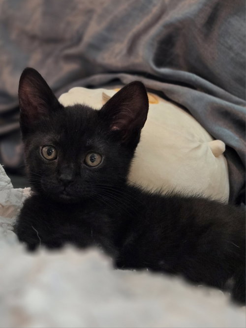 Spidee, Baby Domestic Short Hair (medium coat), cat for adoption in The Woodlands, Texas