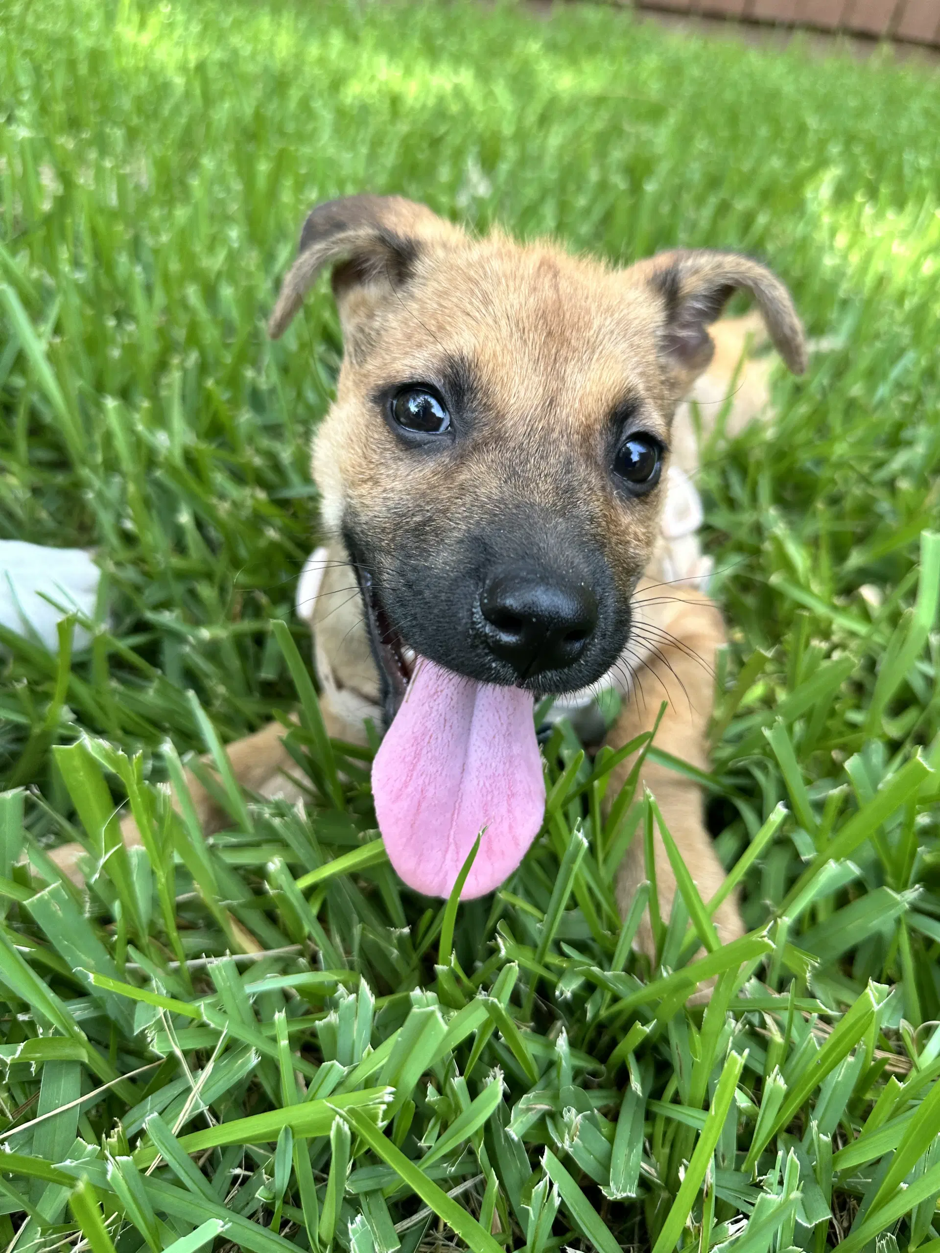 Punkin - Terrier