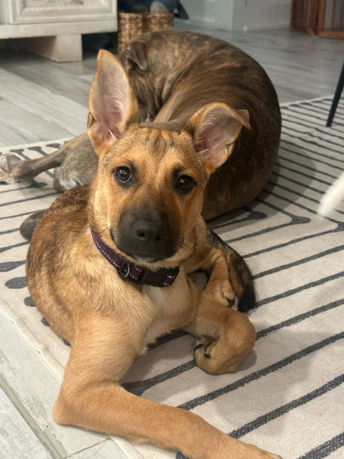 Punkin, a dog for adoption from Operation Pets Alive