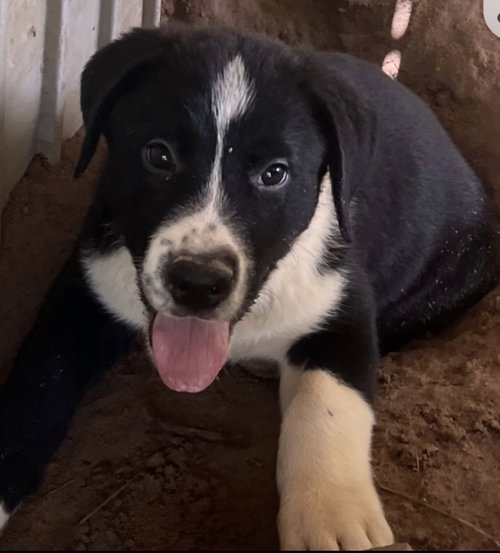 Porter