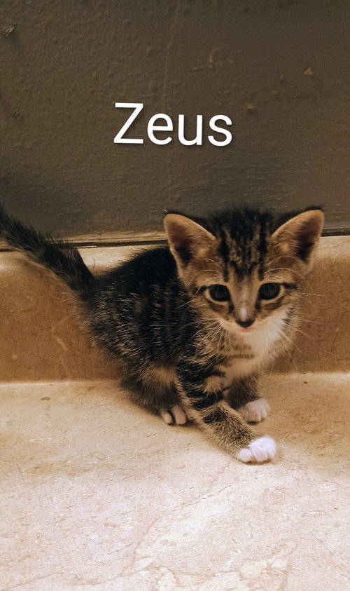 Zeus