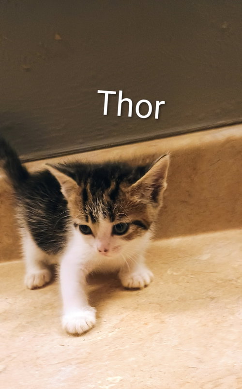 Thor