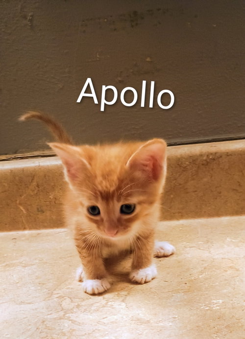 Apollo