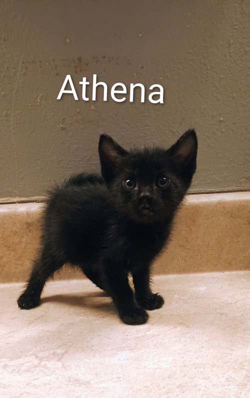 Athena