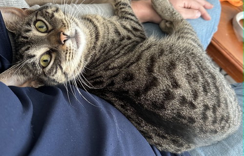 Bittie, Adult Domestic Short Hair, cat for adoption in League City, Texas