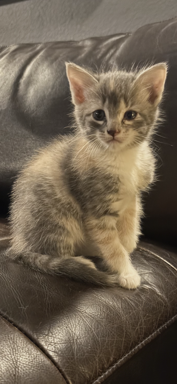 Frankie