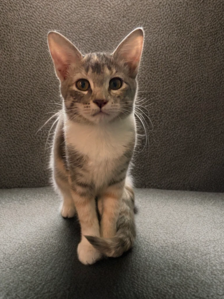 Frankie