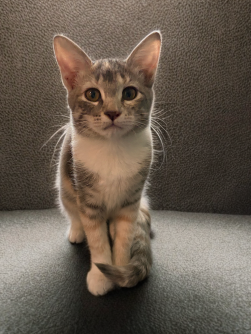 Frankie, a cat for adoption from Operation Pets Alive