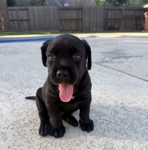 Rosie