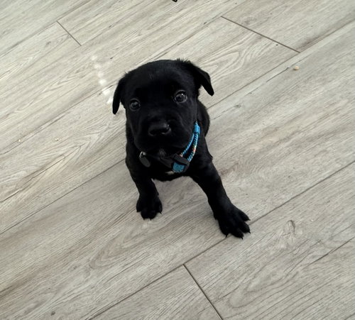 Fred