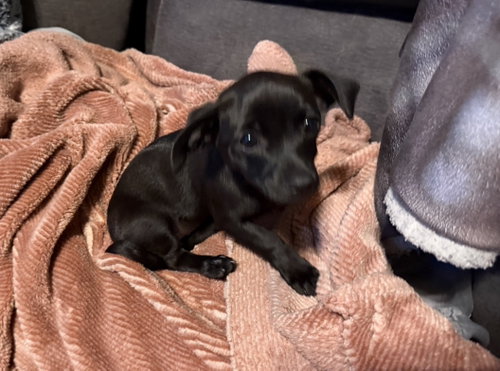 Bug, an adoptable Chihuahua in The Woodlands, TX