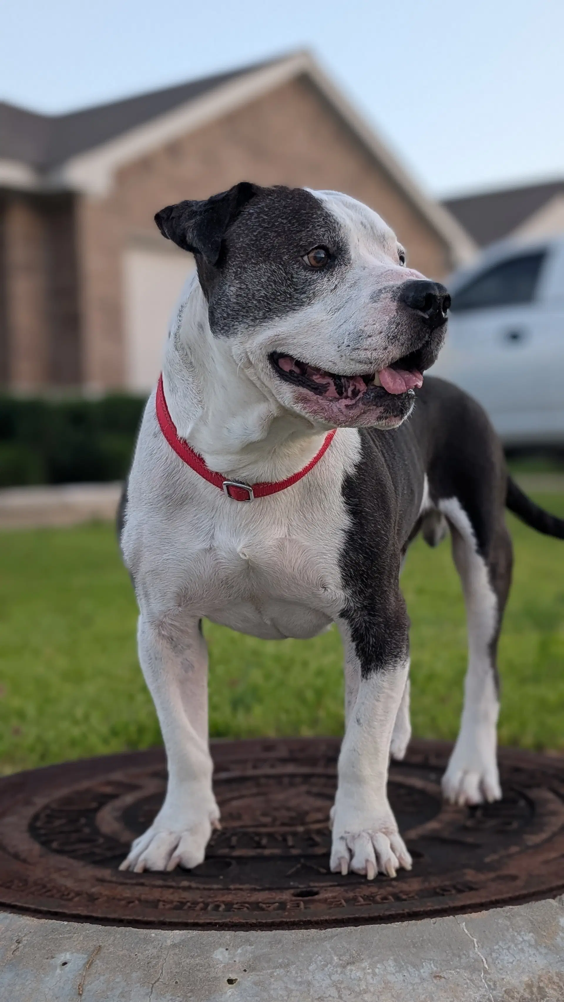 Meatball - Pit Bull Terrier