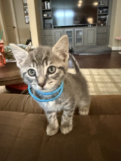 Fleur, an adoptable Domestic Short Hair in The Woodlands, TX