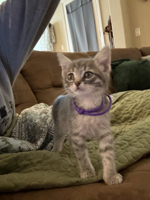 Hermione, an adoptable Domestic Short Hair in The Woodlands, TX