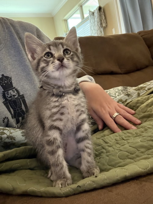 Sirius