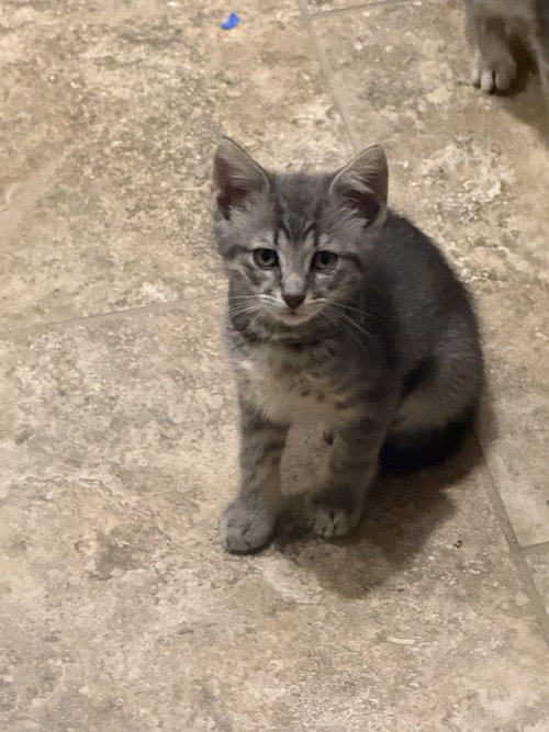 Sirius photo 2