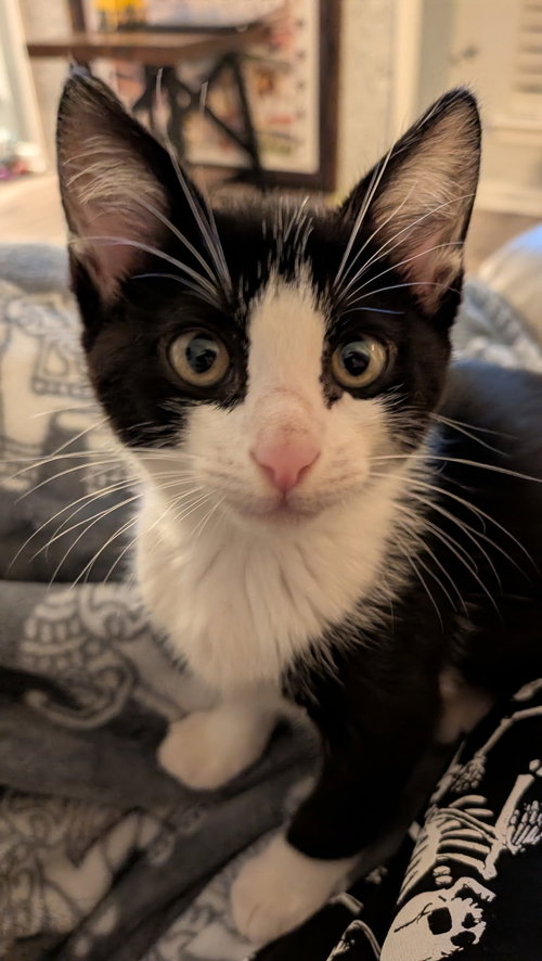 Endy, Baby Domestic Short Hair (short coat), cat for adoption in Huntsville, Texas