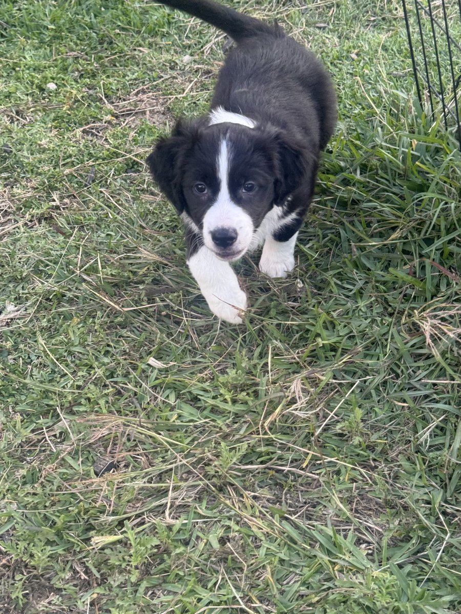 Minnie