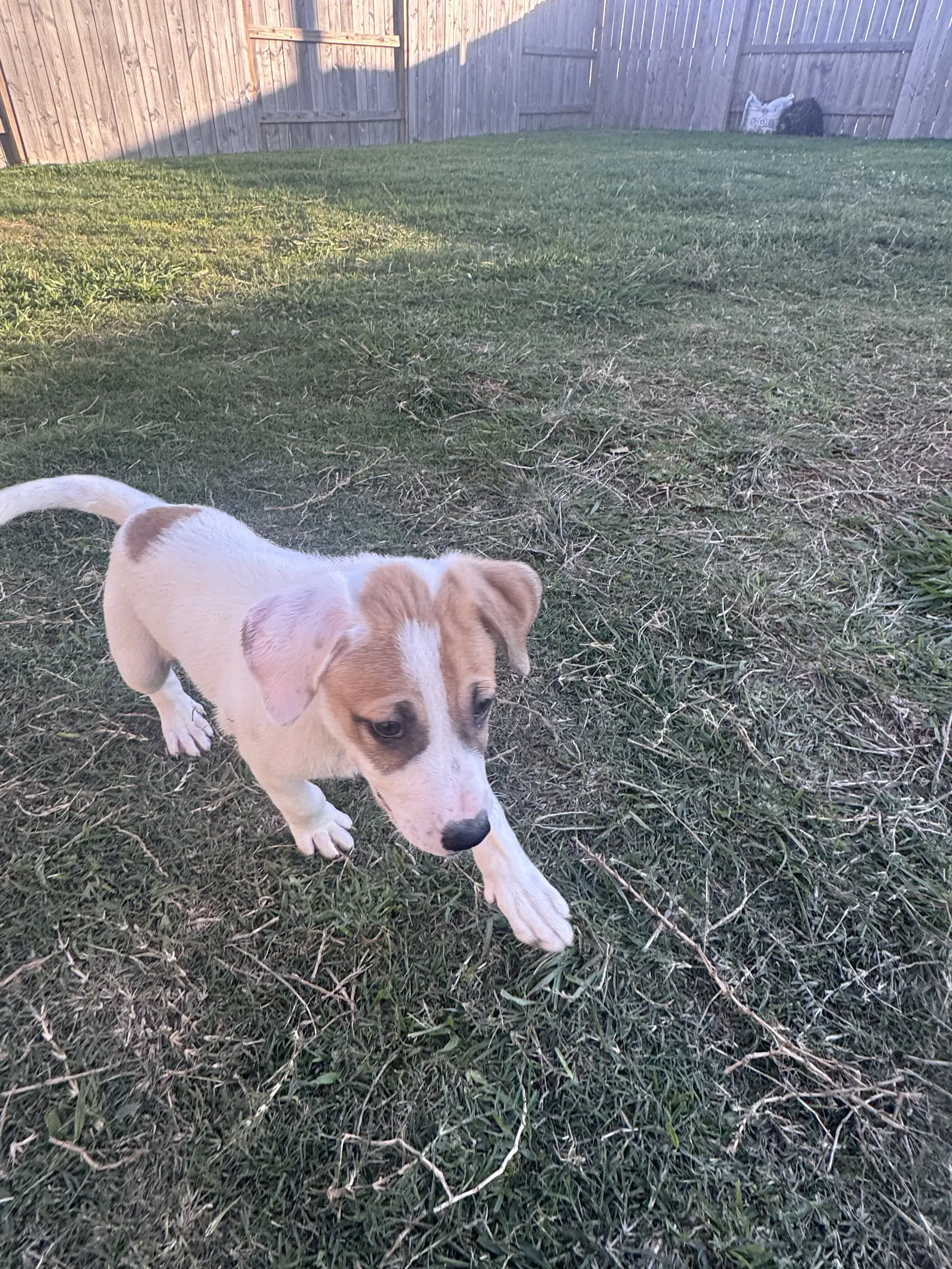 Seth - Labrador Retriever