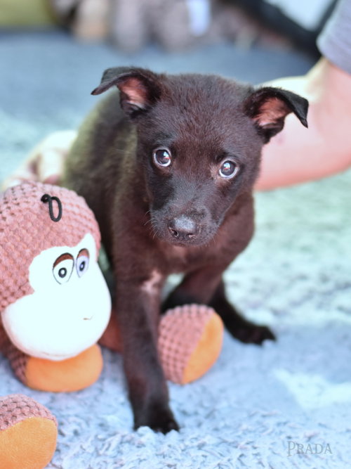 Prada, an adoptable Dachshund in The Woodlands, TX