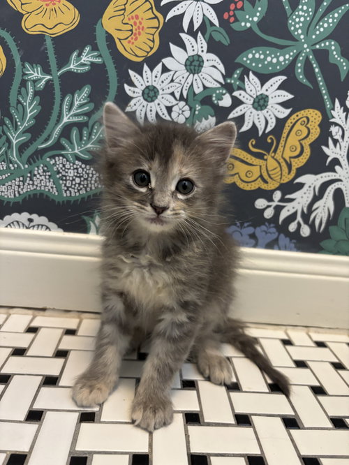 Angela, Baby Domestic Short Hair, cat for adoption in League City, Texas