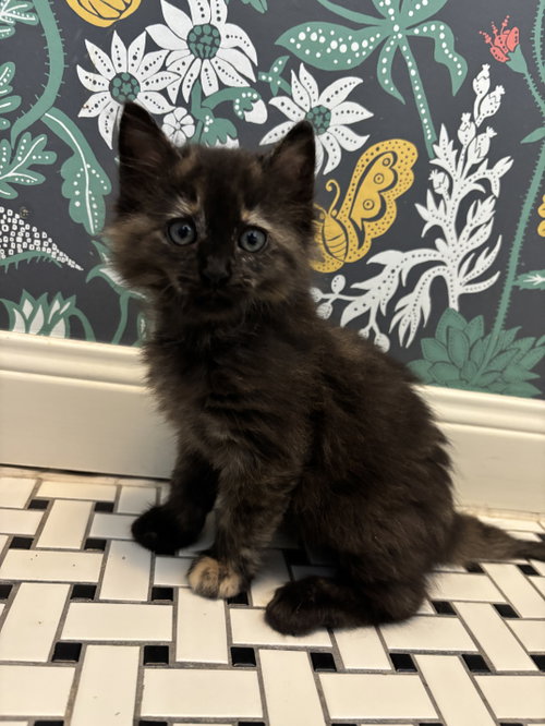 Martha, Baby Domestic Short Hair, cat for adoption in League City, Texas