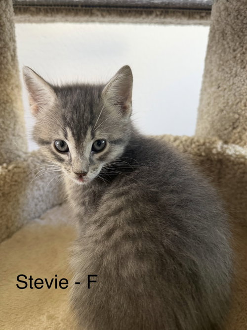 Stevie photo 3