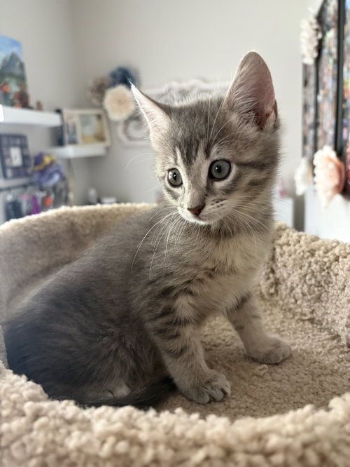 Stevie, Baby Domestic Medium Hair, cat for adoption in League City, Texas