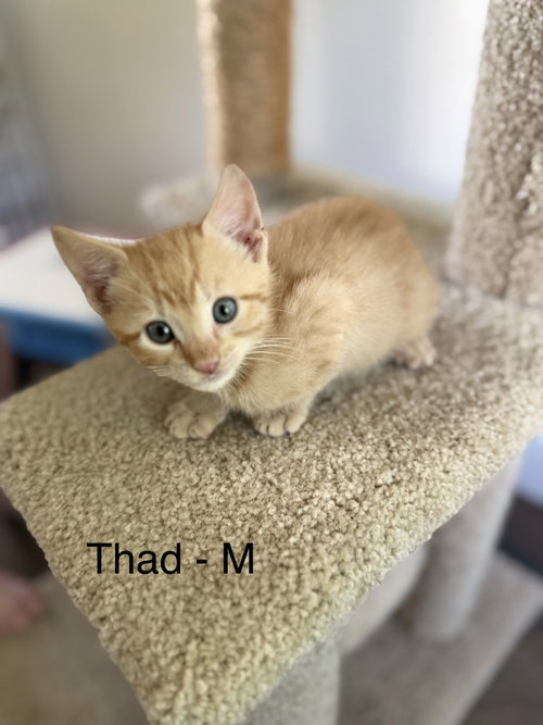 Thad photo 2