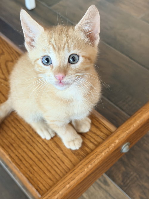 Thad, Baby Domestic Short Hair, cat for adoption in League City, Texas