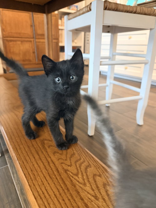 Stark, Baby Domestic Short Hair, cat for adoption in League City, Texas
