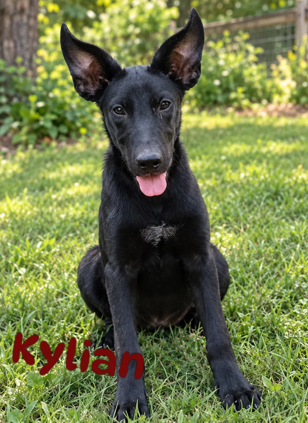 Kylian - Rottweiler