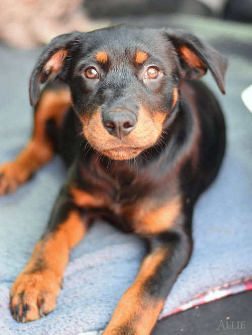 Allie Mae, an adoptable Labrador Retriever in The Woodlands, TX