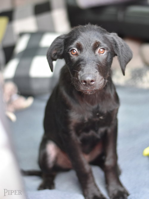 Piper photo 2