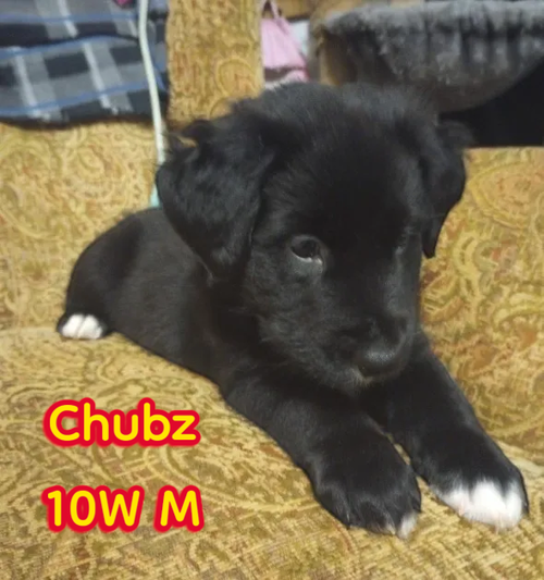 Chubz
