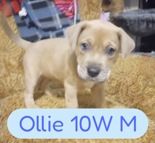 Ollie