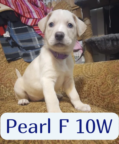 Pearl