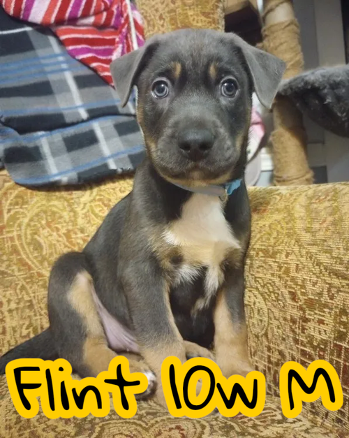Flint
