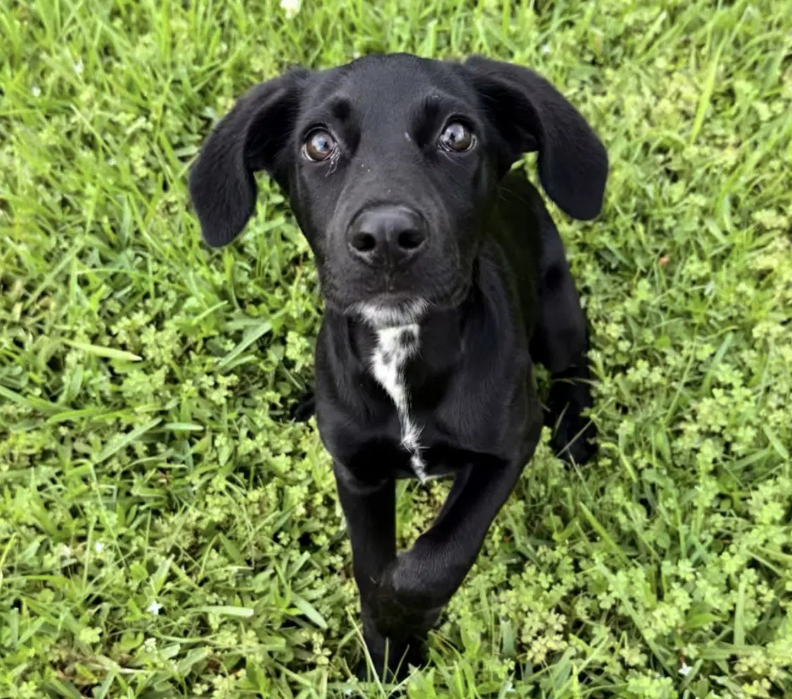 Claire Bear - Labrador Retriever