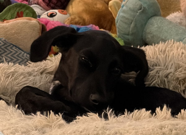 Claire Bear