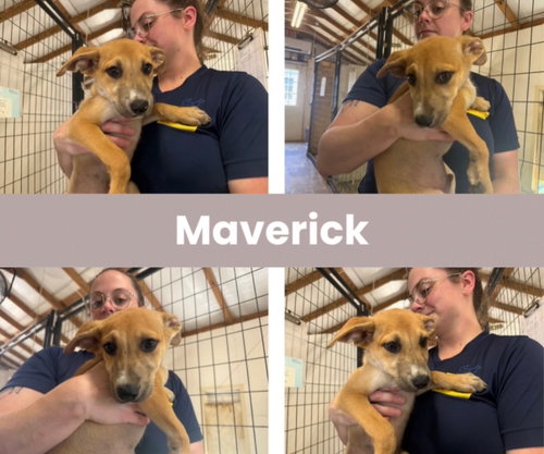 Maverick