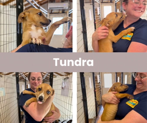Tundra