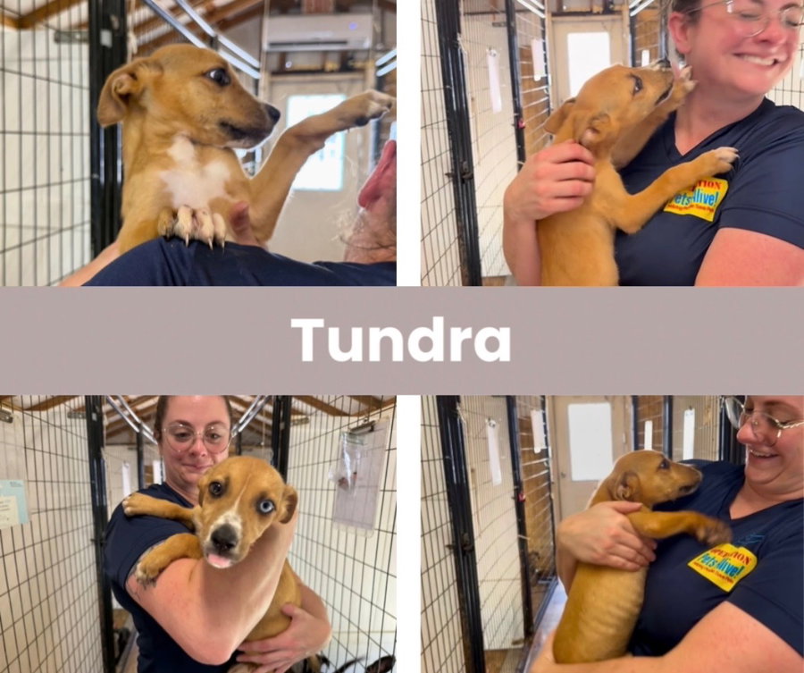 Tundra