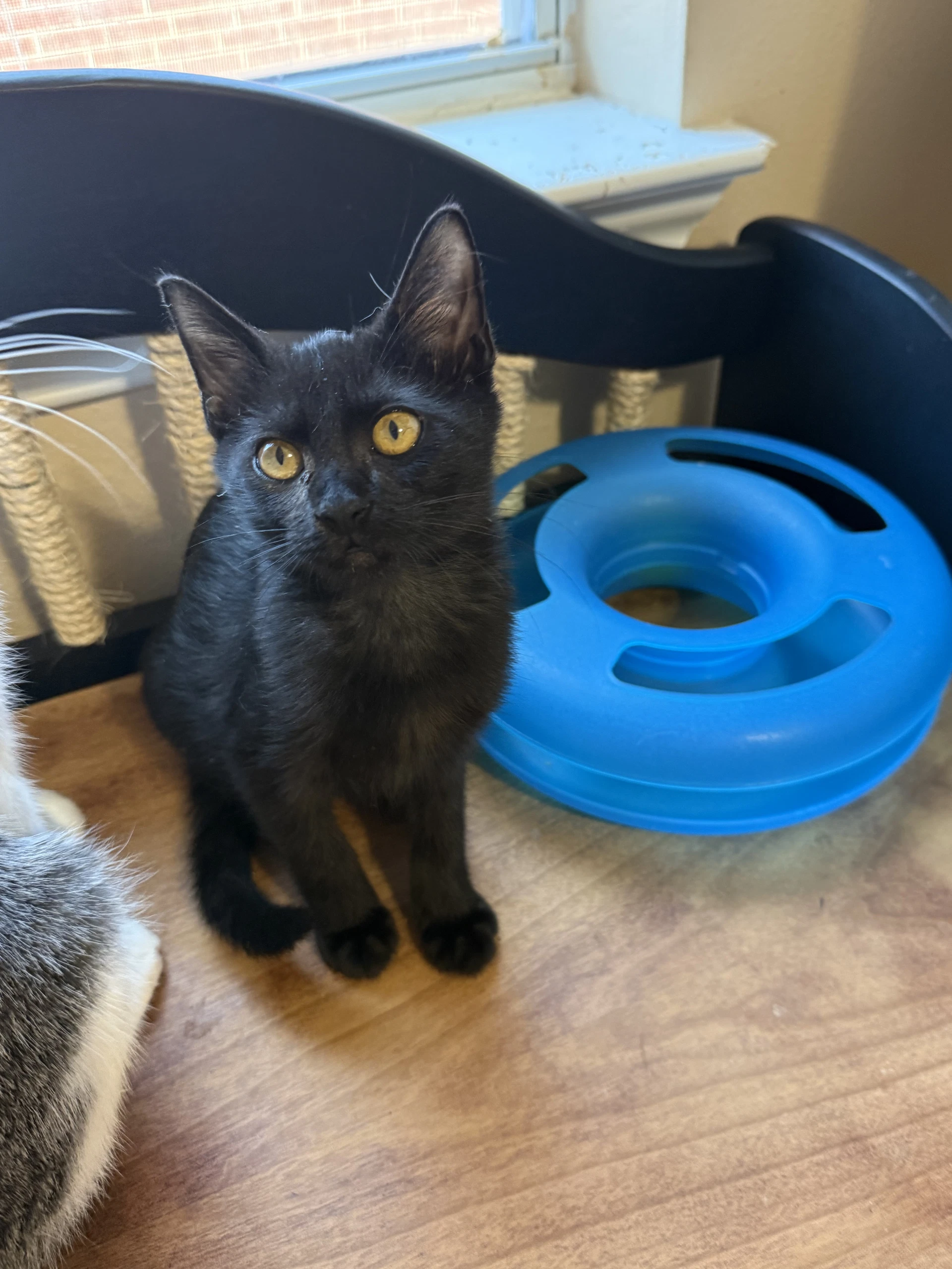 Penelope