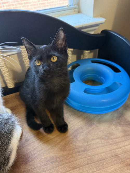 picture of the cat needing adoption