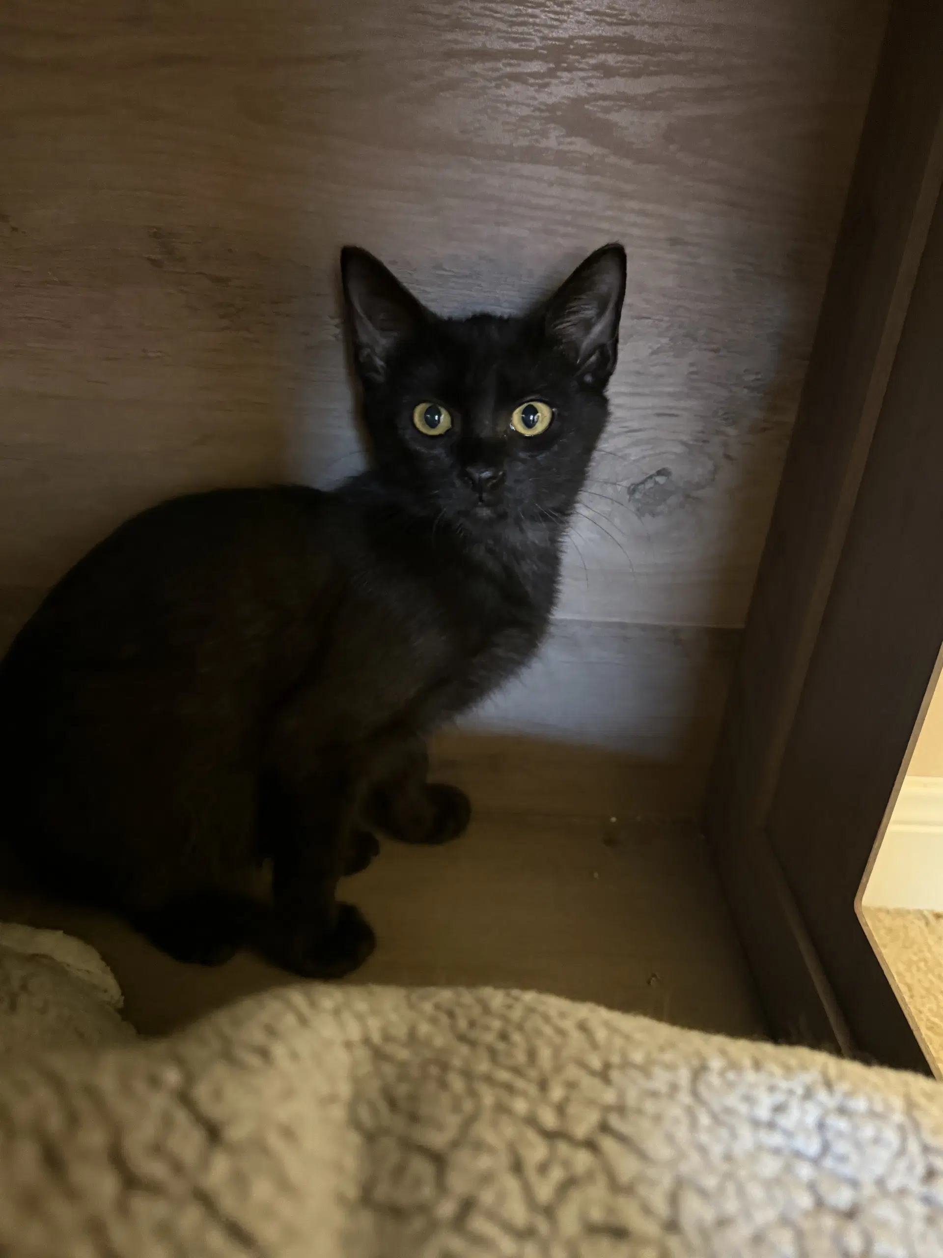 Penelope image 2