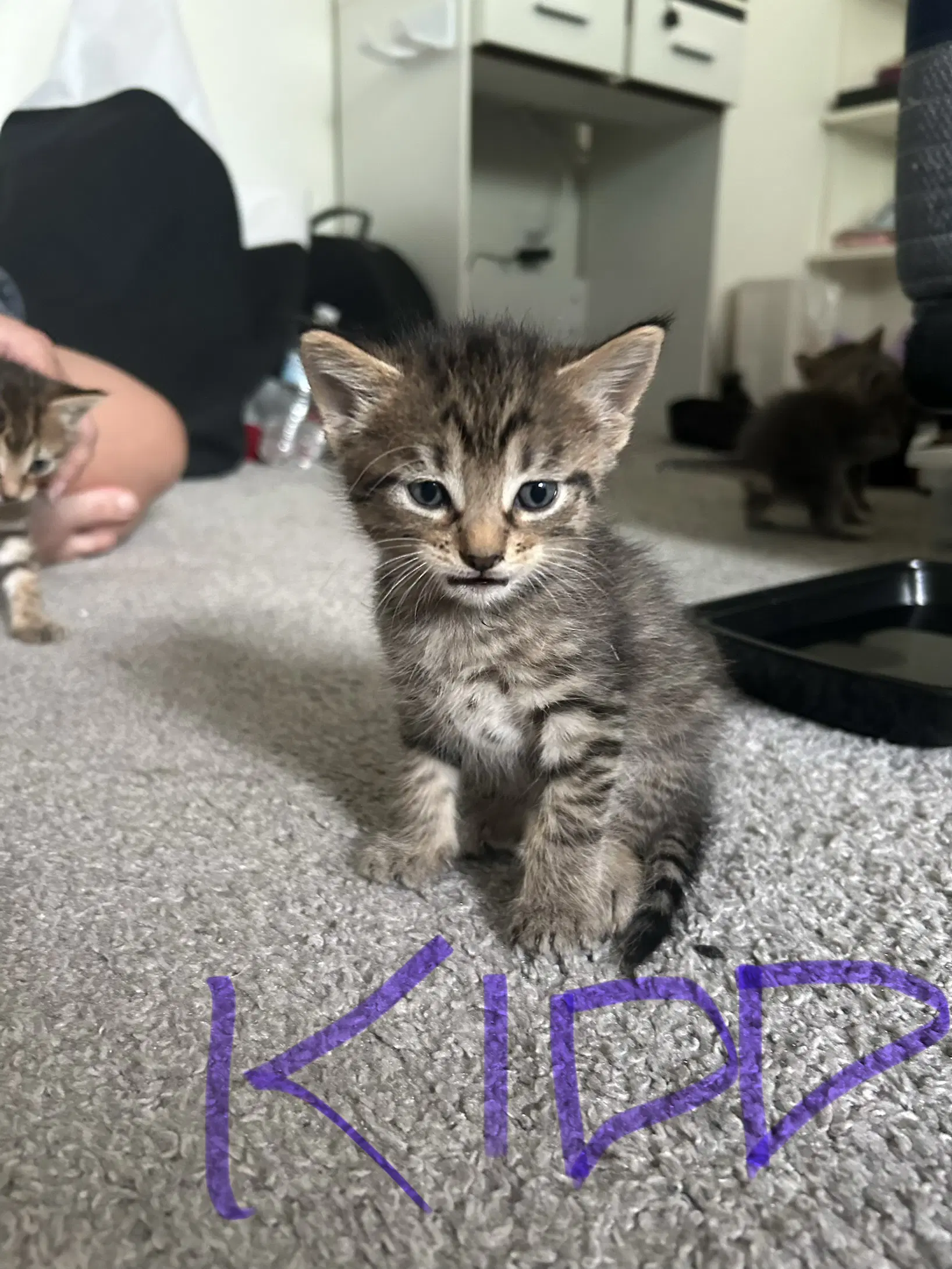 Kidd - Domestic Short Hair