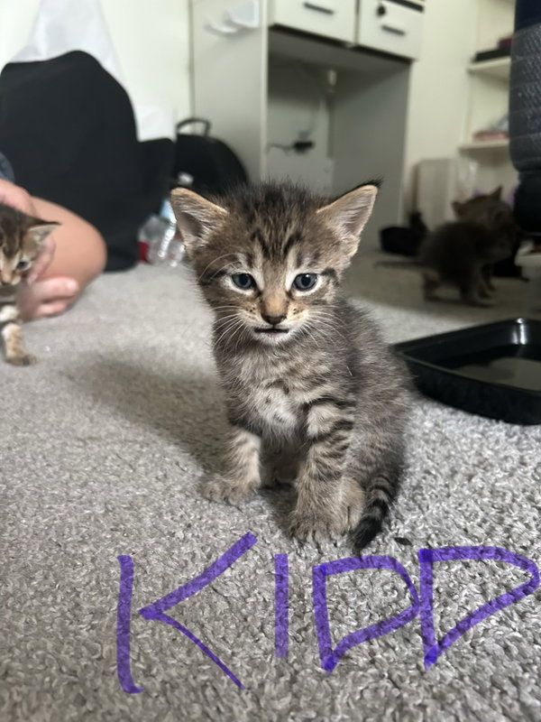 Kidd